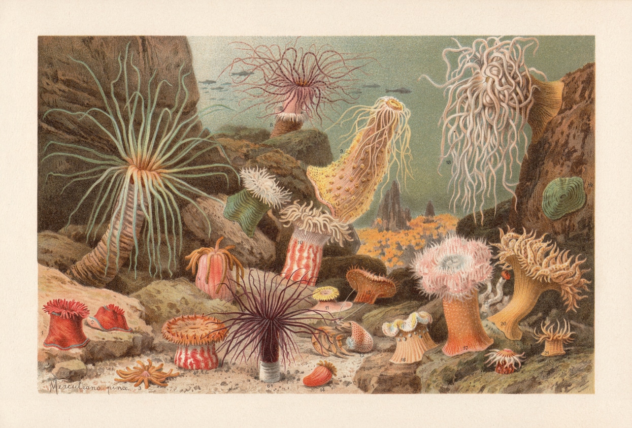 Sea anemones, chromolithograph, published in 1897