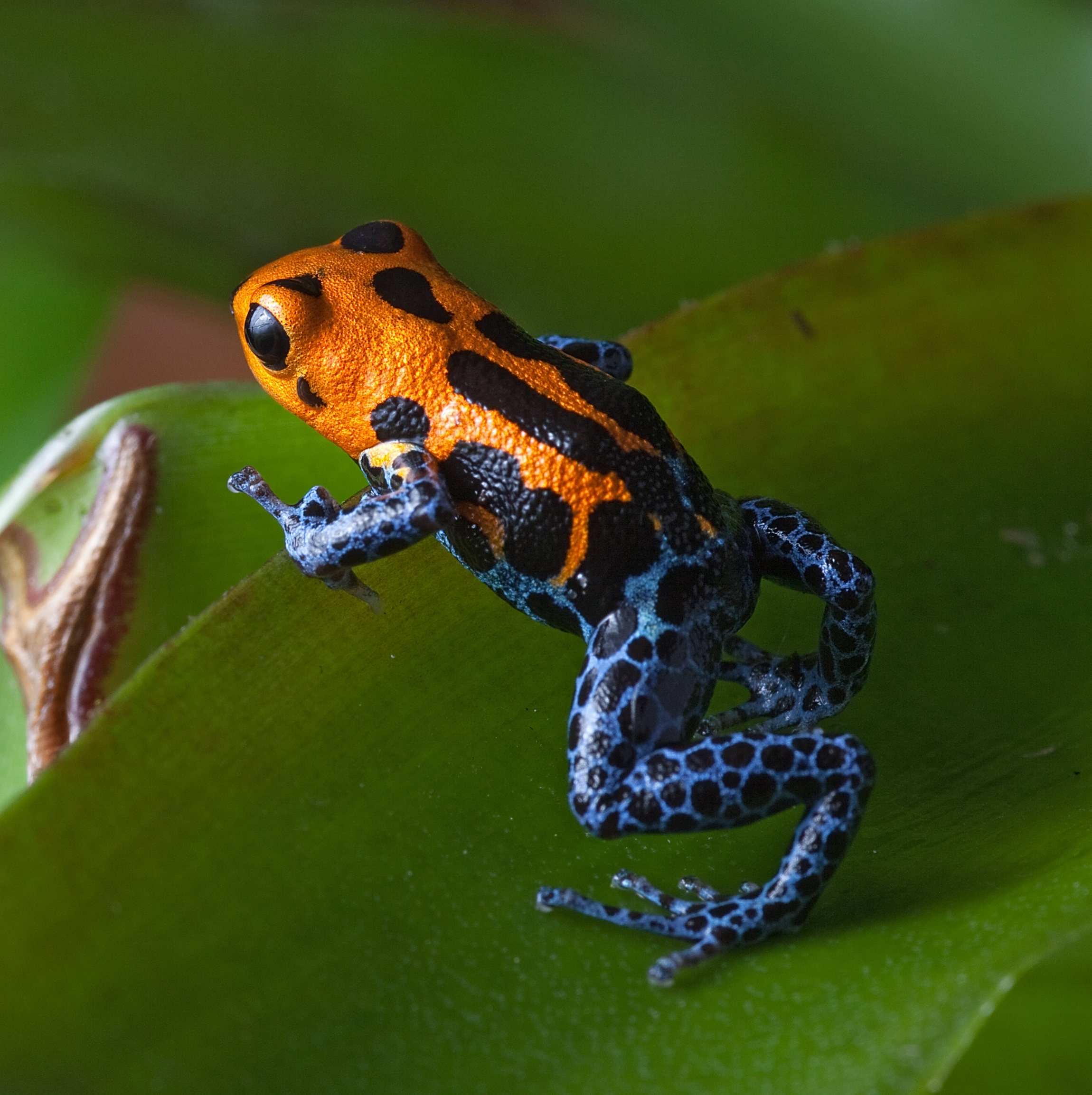 red striped poison dart frog blue legs