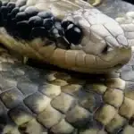 False Water Cobra
