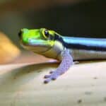 Yellow Headed Day Gecko