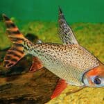 Flagtail Prochilodus