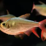 Colombian Tetra