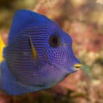 Purple Tang