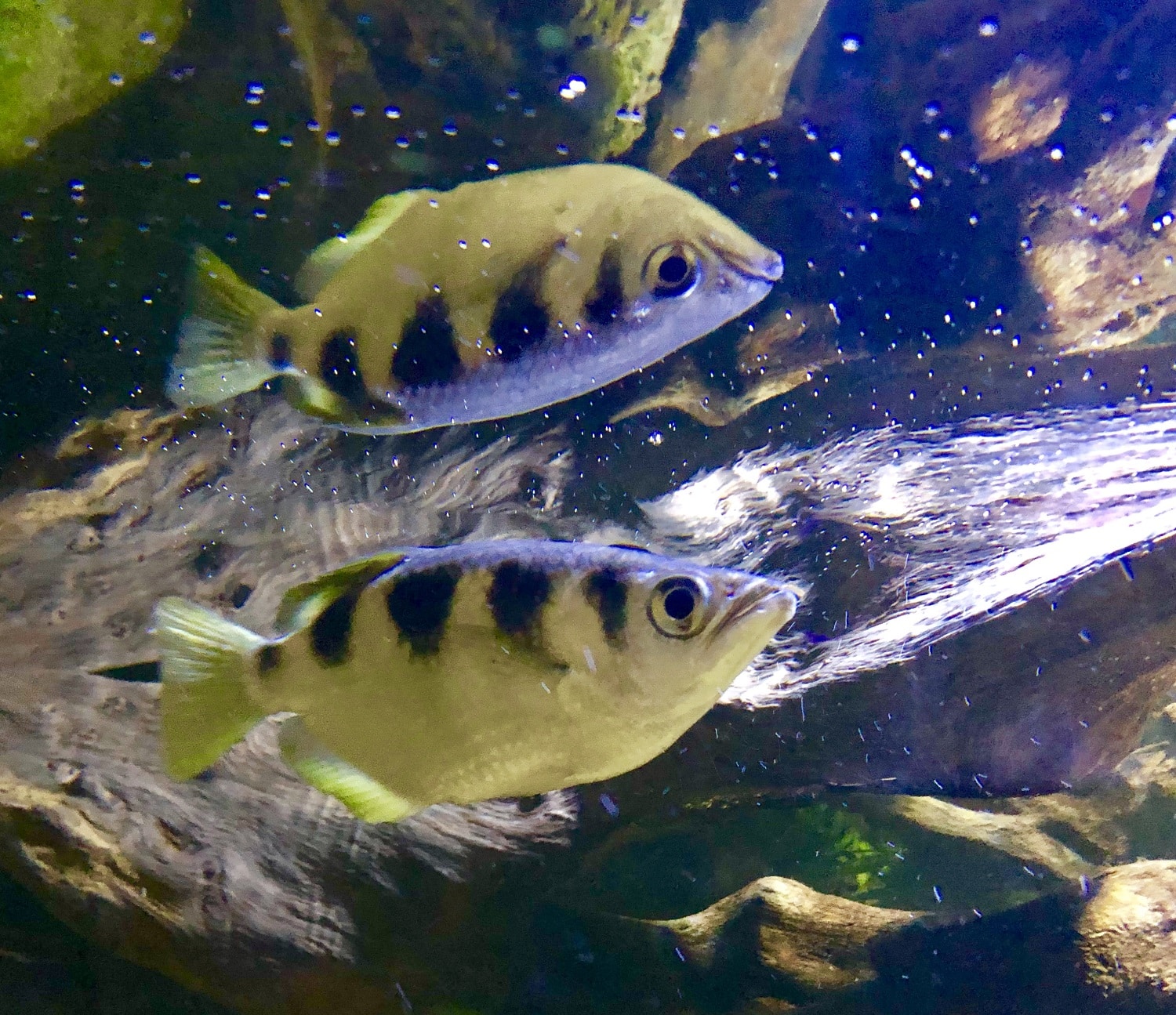 archerfish with reflection in the waters surface