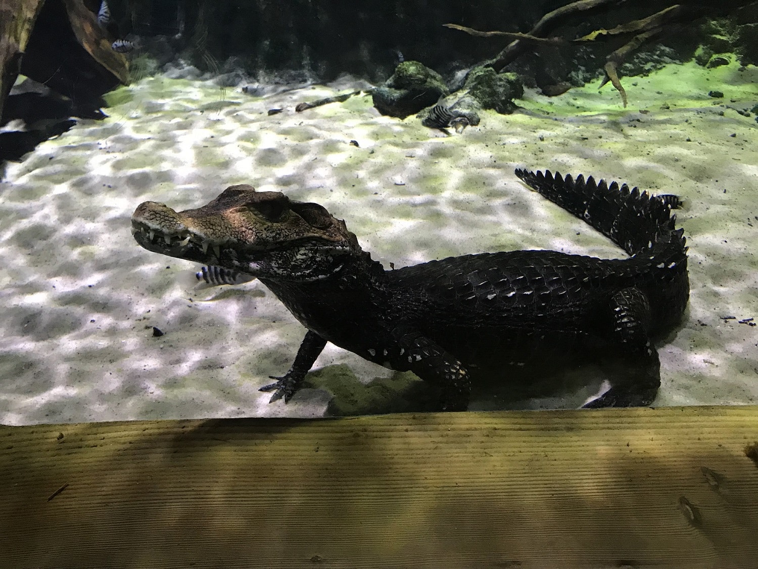 Cuvier's dwarf Caiman