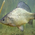 Crucian Carp