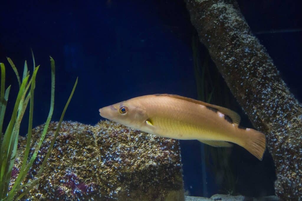 Cartilaginous Fish vs. Bony Fish