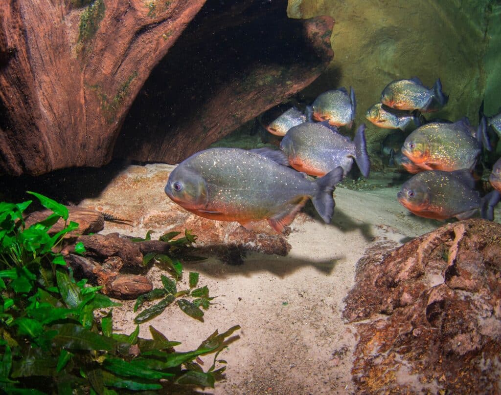 Red Bellied Piranha