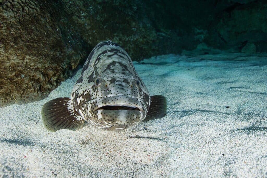 Creature Case Study: Goliath Grouper