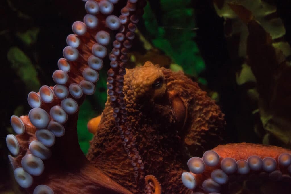 OCTOPUS CELEBRATION AT BLUE PLANET AQUARIUM