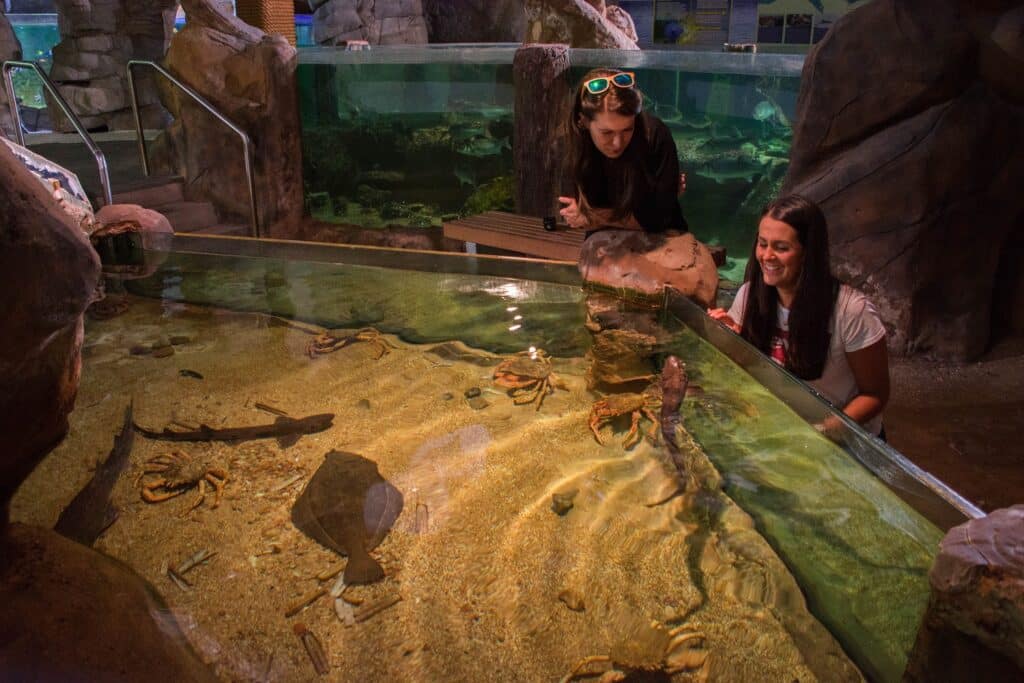 The Most Venomous Fish in the World: Top 5 Stonefish Facts