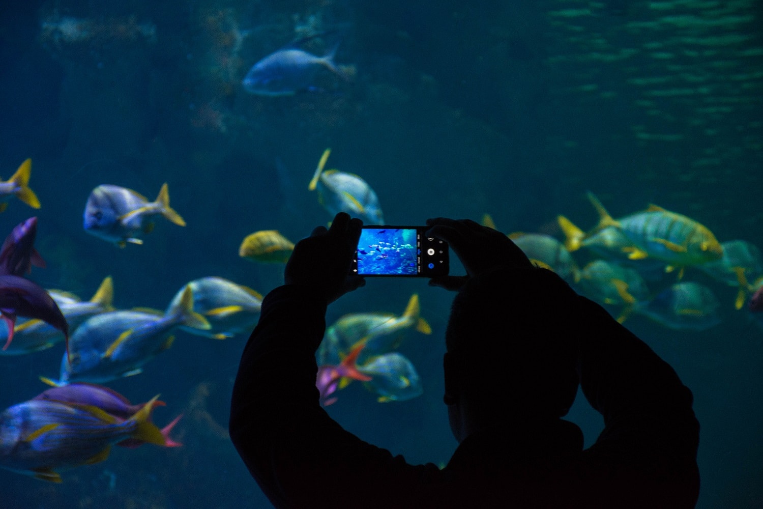 Visitor taking photo of fish