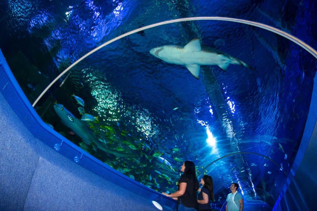 Visitors ‘shoal’ back to Blue Planet Aquarium
