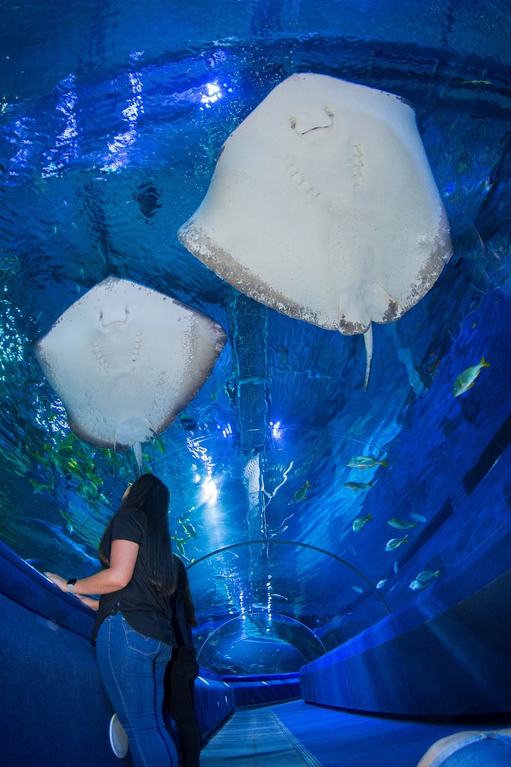 Two Stingrays above visitor in Shark tunnel
