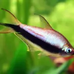 Emperor Tetra