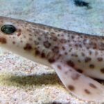 Lesser Spotted Dogfish