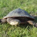 Geoffrey’s Sideneck Turtle