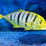 Golden Trevally
