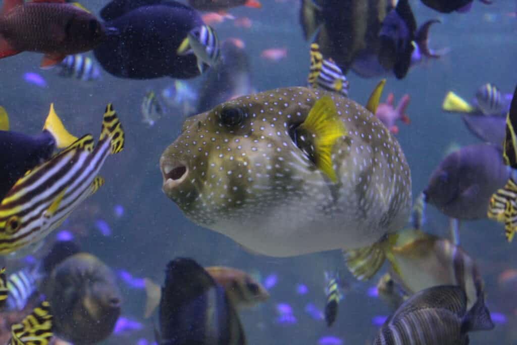Pufferfish