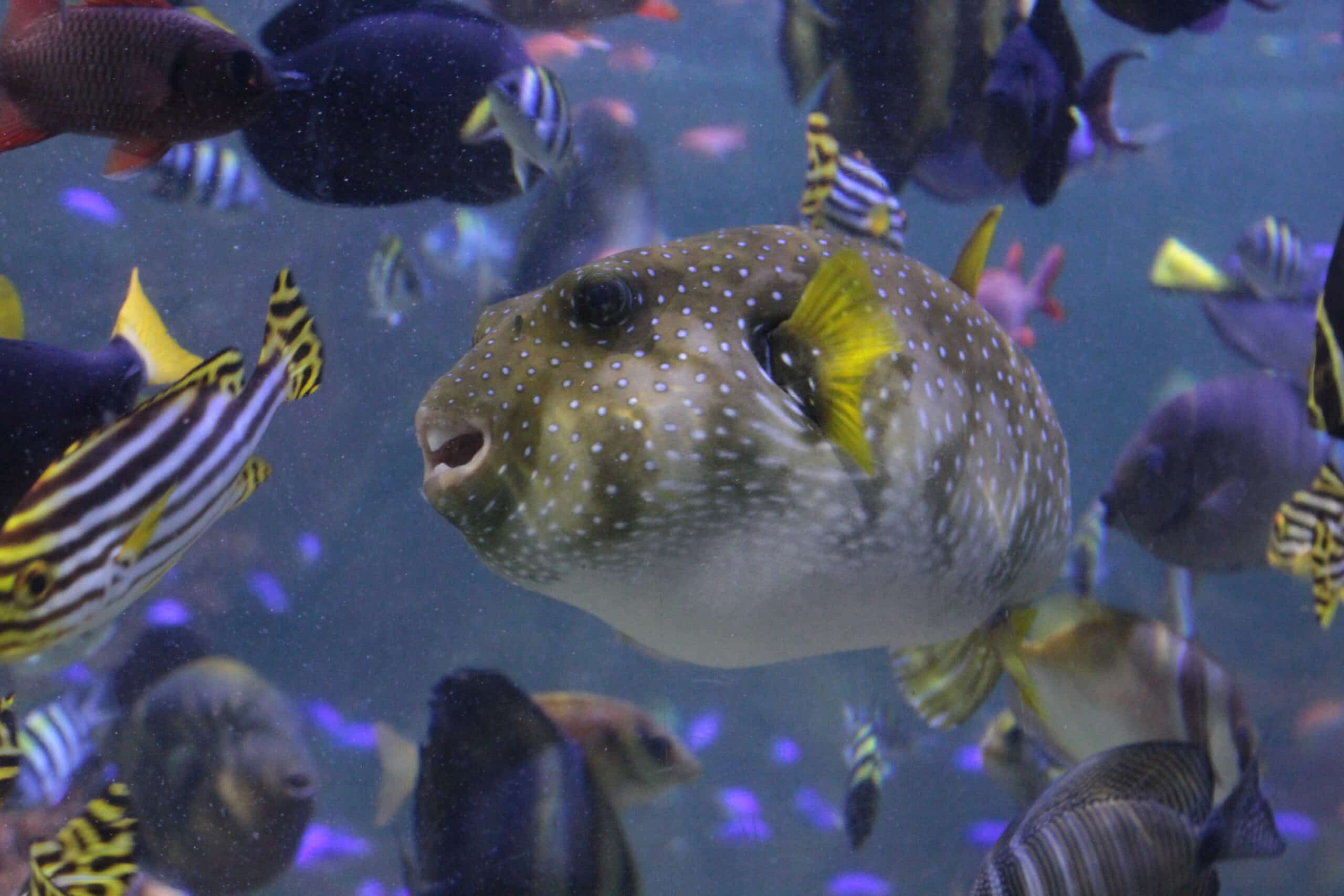 Pufferfish
