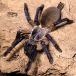 Socotra Island Blue Baboon Tarantula