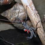 Black Beauty Stick Insect