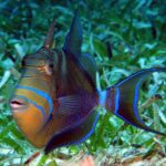 Queen Triggerfish