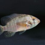 Pearl Cichlid
