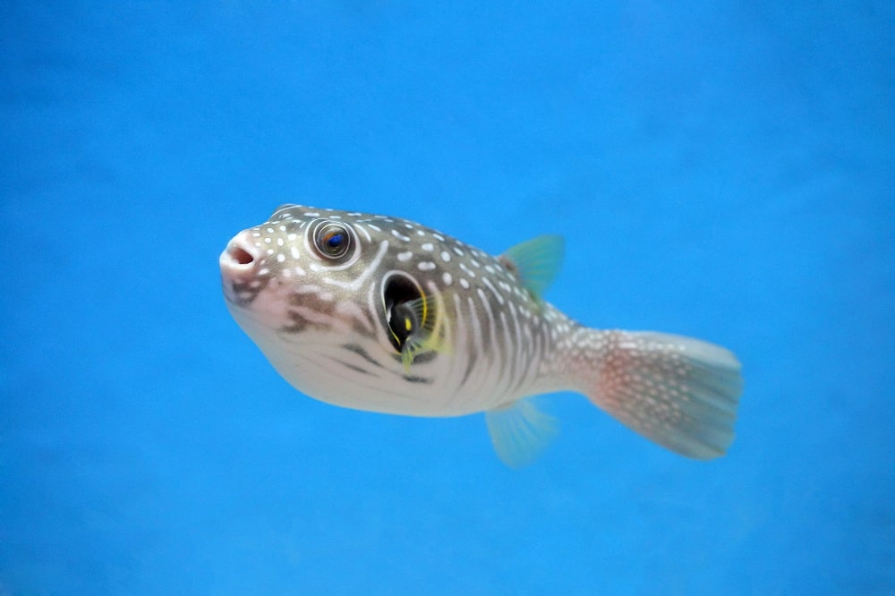 Earth Day: 48 Days of Blue