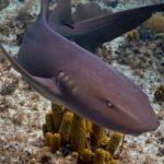 Short Tail Nurse Shark