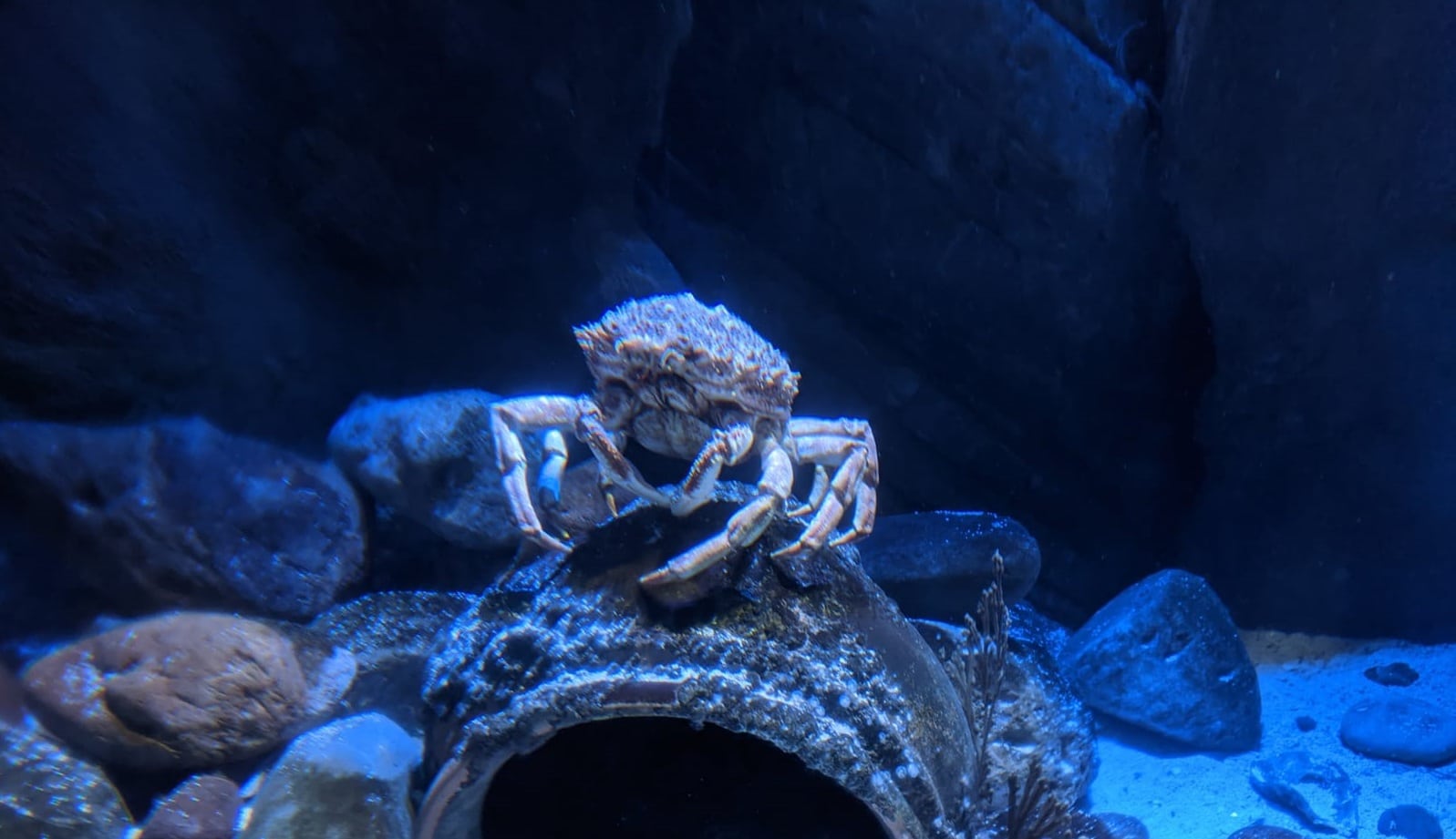 Spiny spider crab