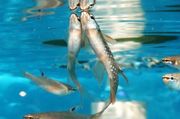 Fishing for the perfect Valentine’s date?