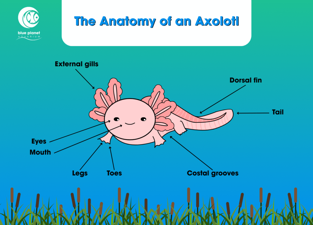 Anatomy of an axolotl diagram