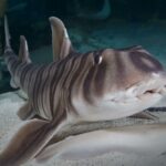 Zebra Bullhead Shark