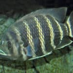 Zebra Tilapia
