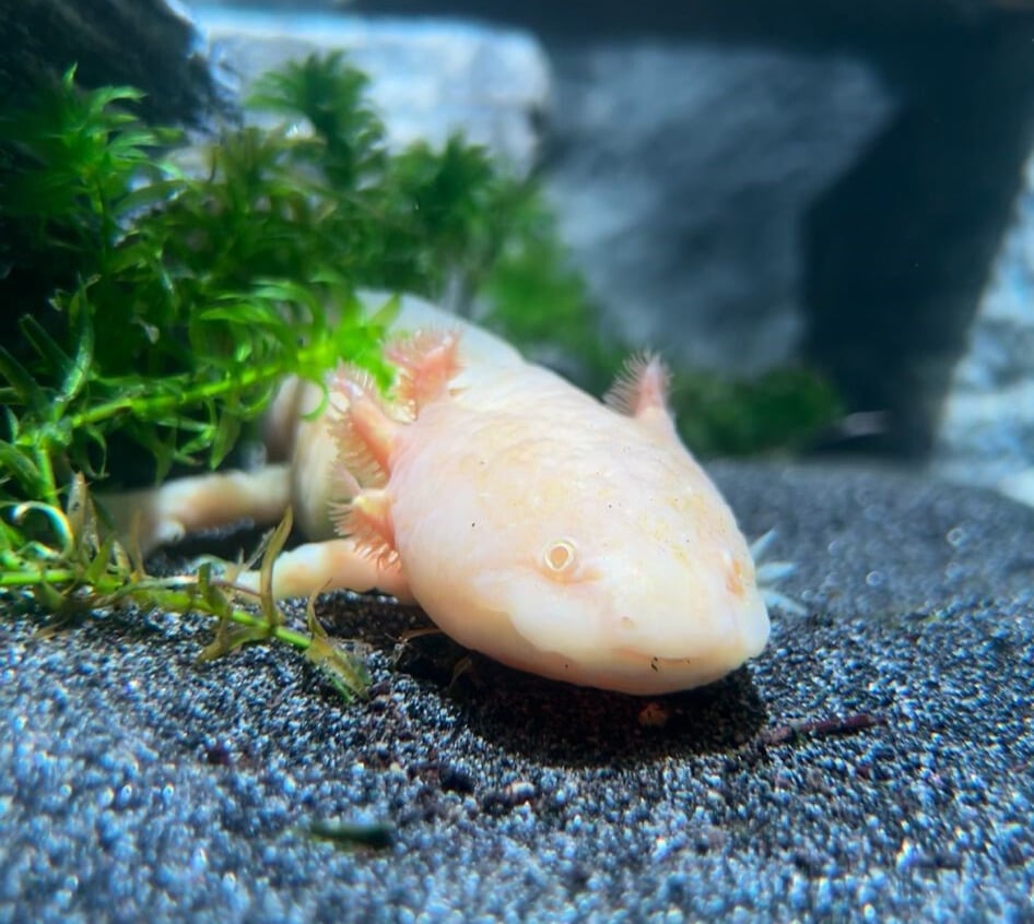 Axolotls: A Look into Their Habitat, Life Cycle and Conservation Status