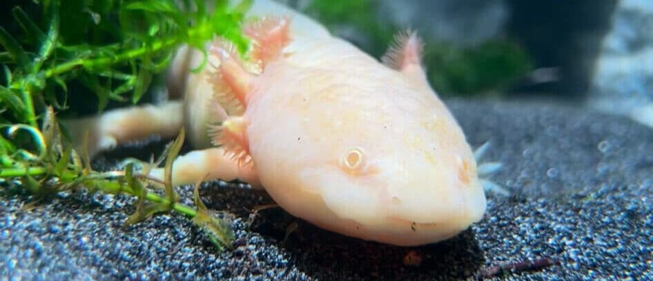 Axolotl
