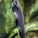Black Ghost Knifefish
