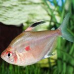 Bleeding Heart Tetra