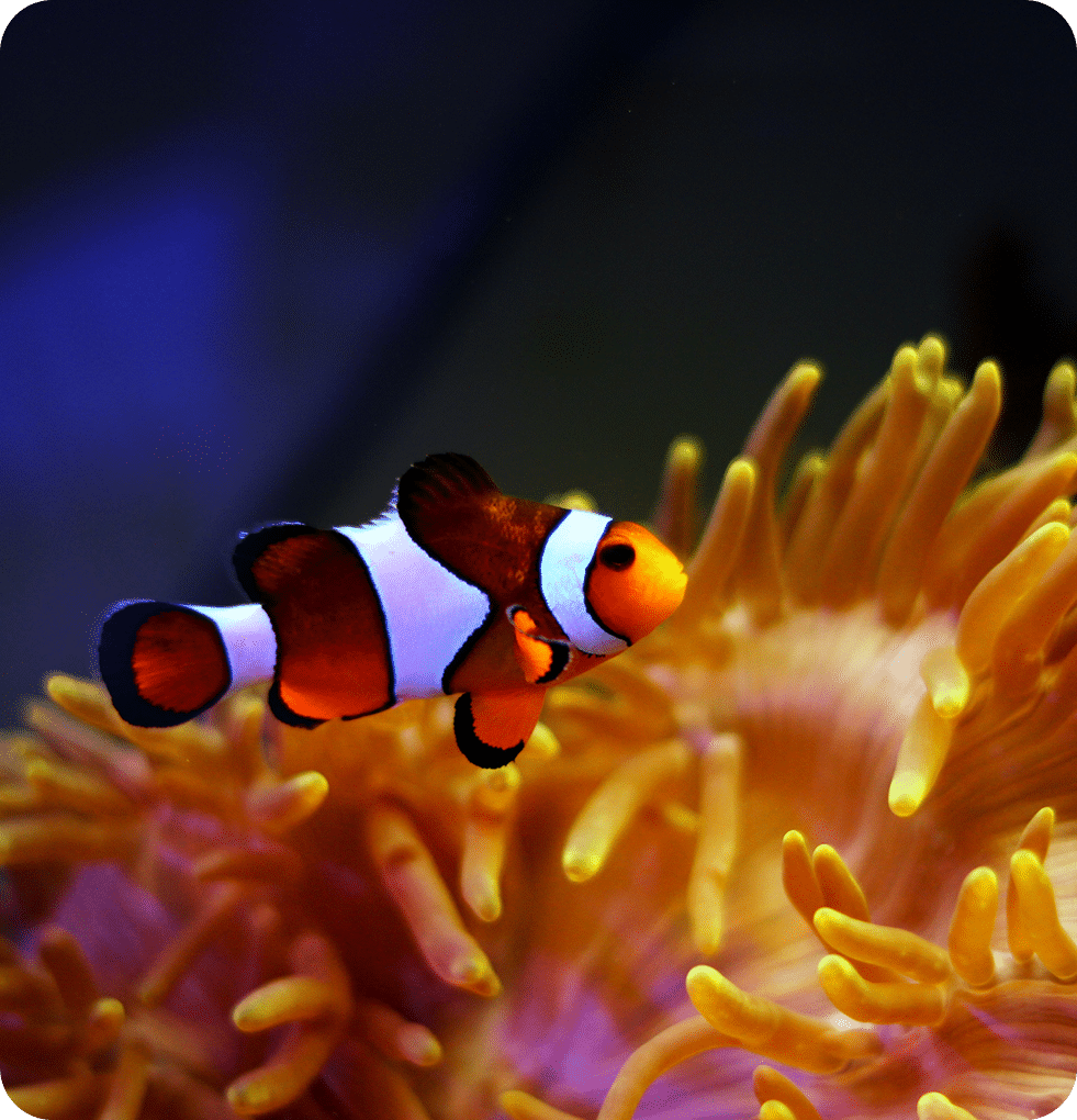 clown-fish-in-coral_mobile