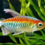 Congo Tetra