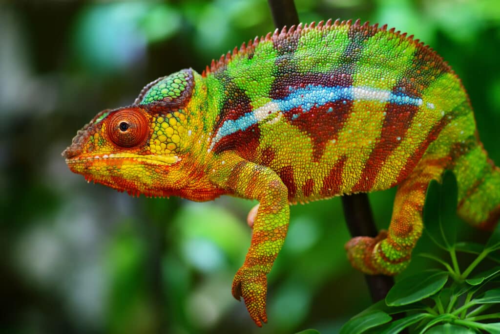 Panther Chameleon