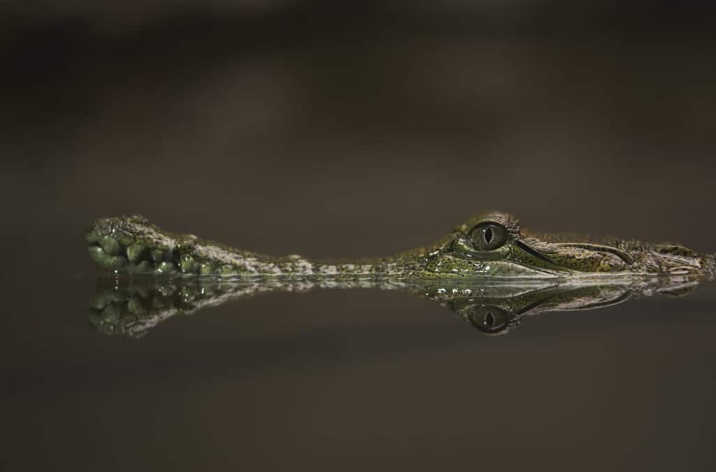 Crocodile vs Caiman vs Alligator