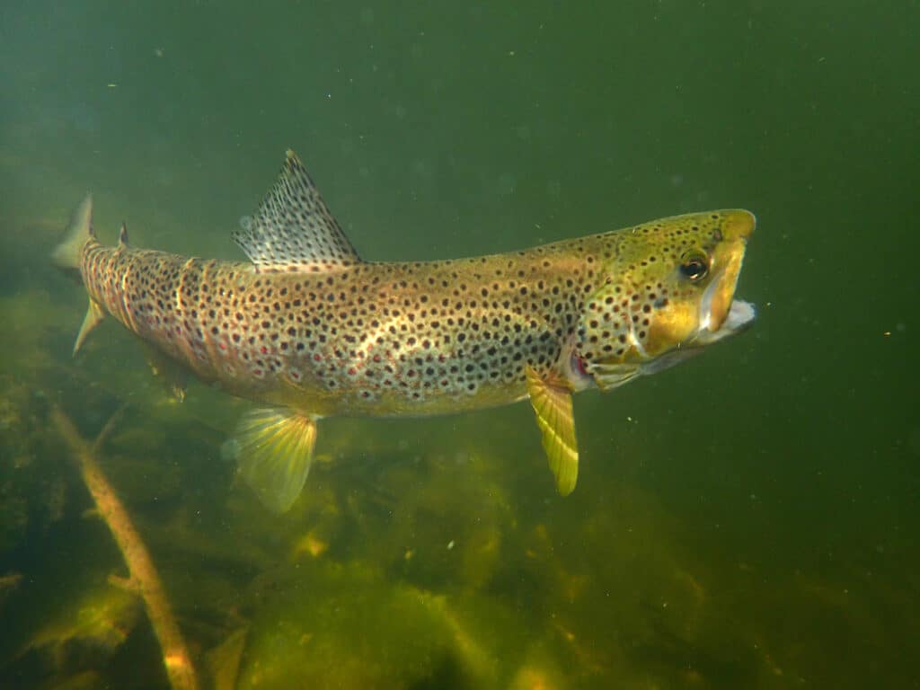 Invasive Fish Species: What You Should Know