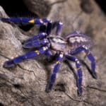 Gooty Ornamental Tarantula