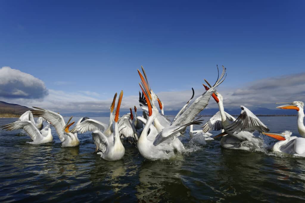 Dalmatian pelican (Pelecanus crispus)