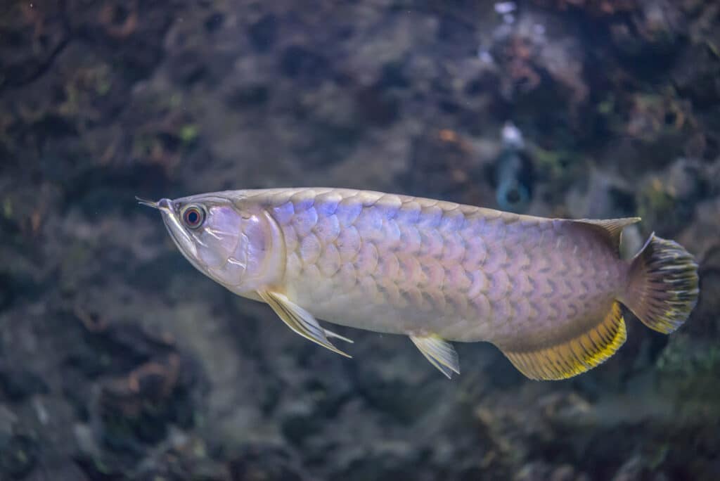 Silver Arowana