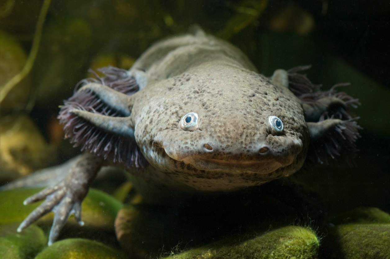 The axolotl (Ambystoma mexicanum) is an aquatic salamander that is facing extinction in its natural habitat, Lake Xochimilco in Mexico City. The species is, however, extensively used in scientific research all over the world.