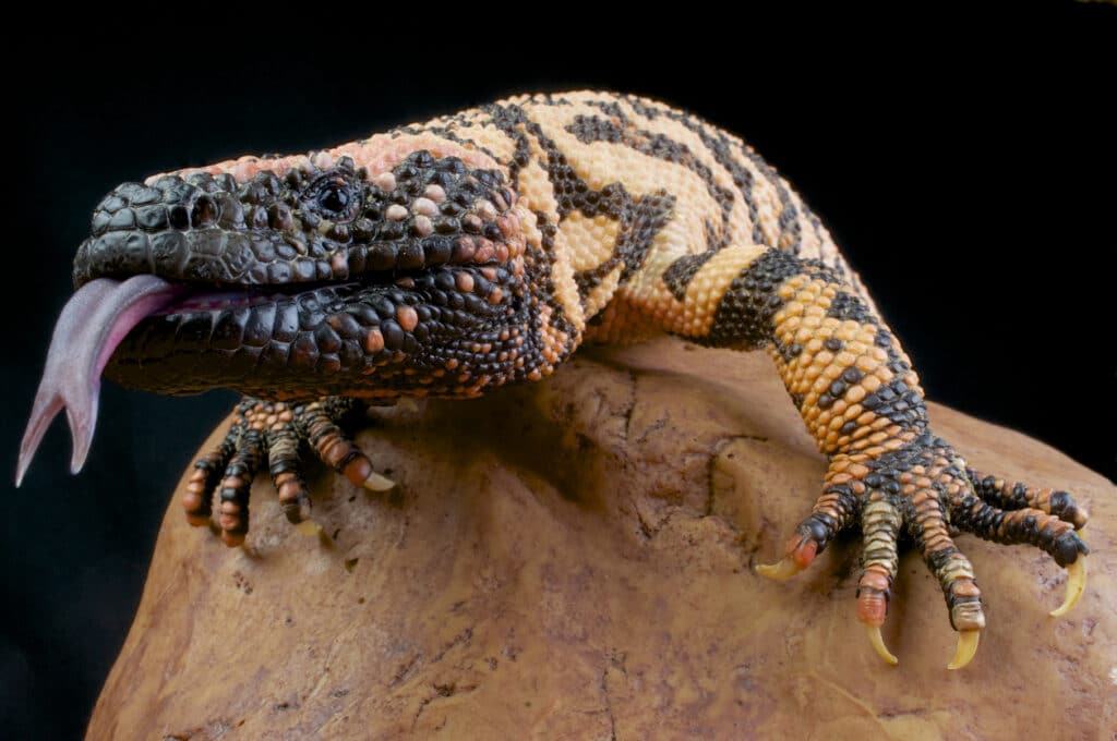 6 Types of Reptiles You’ll Find at Blue Planet Aquarium