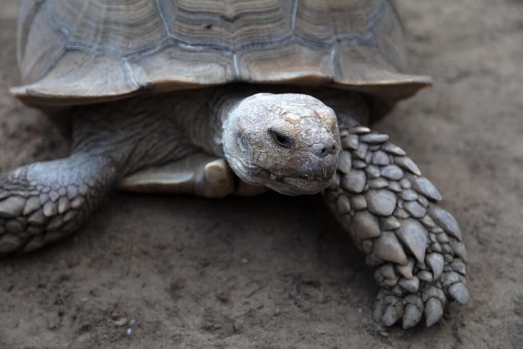 African Spurred Tortoise